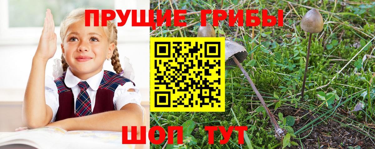 Мытищи  цены   Вход с VPN  Псилоцибиновые грибы Psilocybine cubensis 